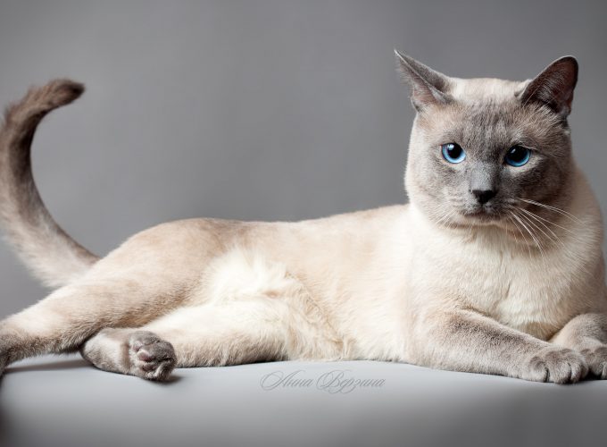 Wallpaper Thai cat, blue eyes, animal, Animals 3179716261